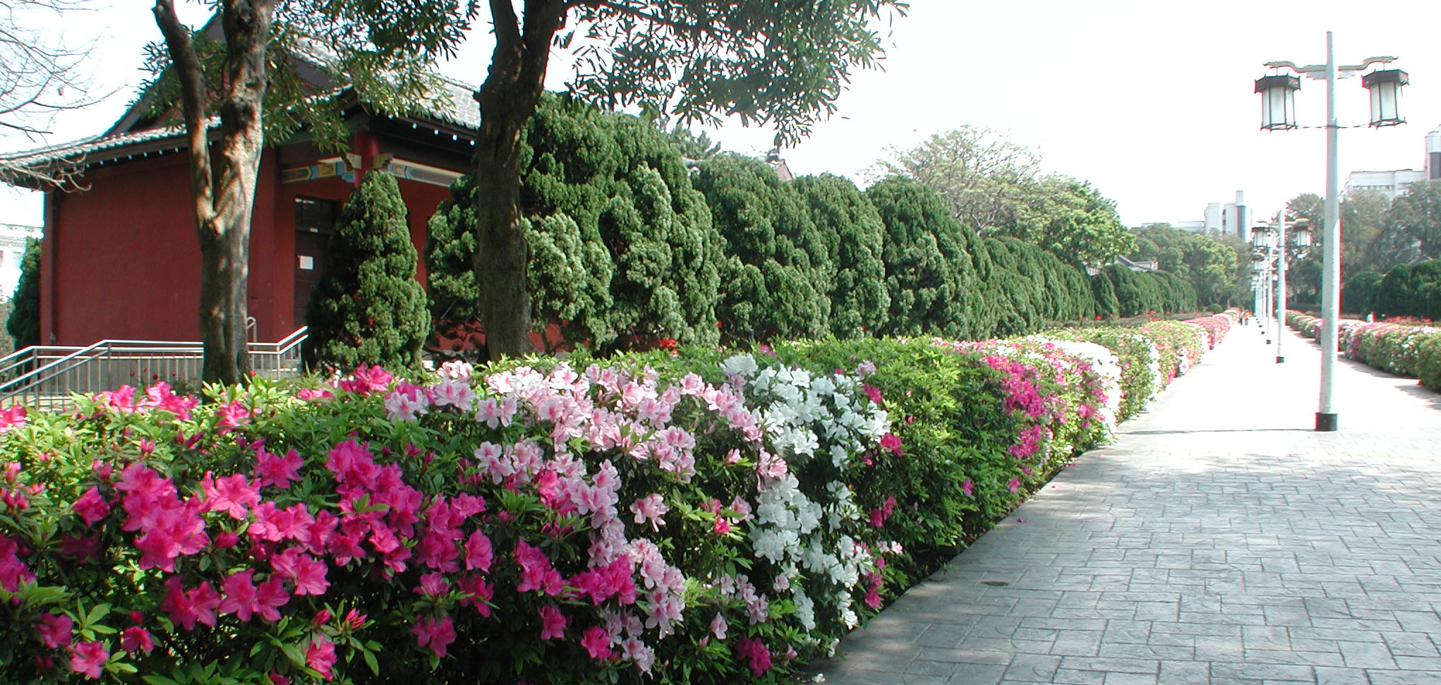 杜鵑花開的宮燈道