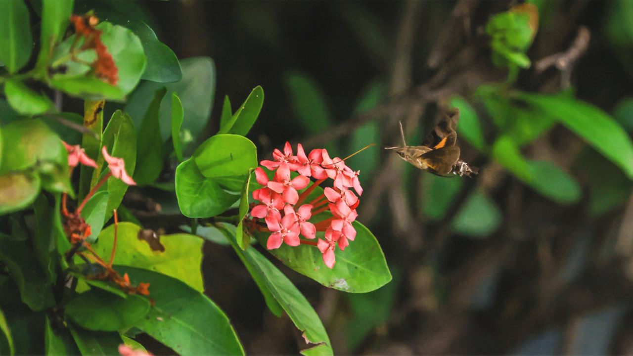 蜂鳥天蛾花間採蜜-1