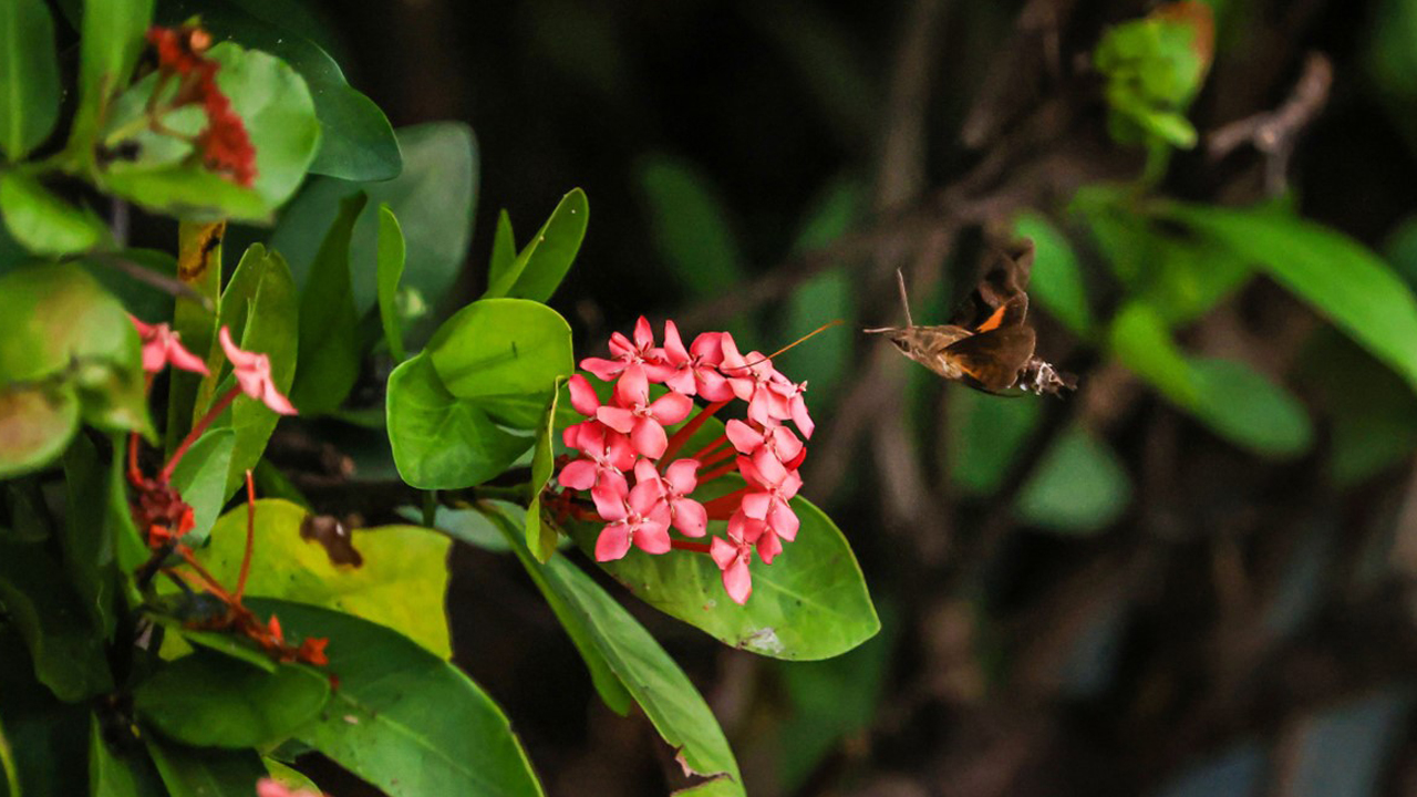 蜂鳥天蛾花間採蜜-2